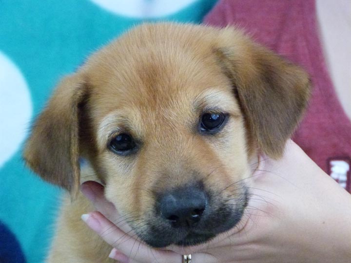 chinook puppy